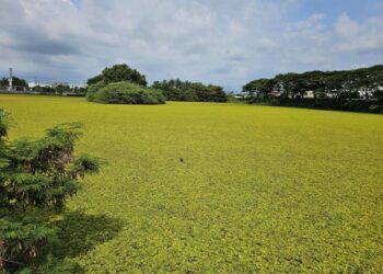 東勢寮親水公園生態豐富成為賞鳥秘境