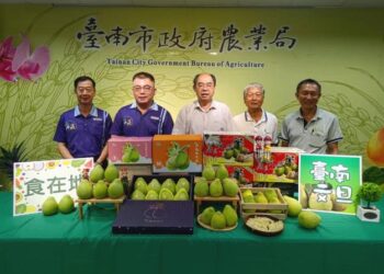 臺南文旦開始採收，消費者要把握下單最好時機