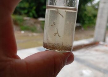 南市確診第14例登革熱境外移入病例，請民眾出現症狀應速就醫並主動告知旅遊史，醫師速診斷、速通報才能防堵病毒入侵社區！