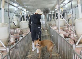 友汪相助 籠來守護 就業更有財