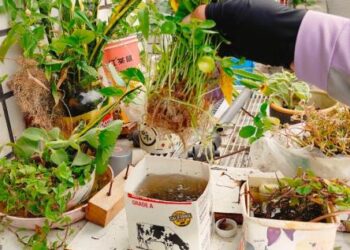 颱風警報雖解除，登革熱卻蠢蠢欲動！ 南市衛生局提醒 雨後積極「巡、倒、清、刷」外，室內也要「滅蚊」