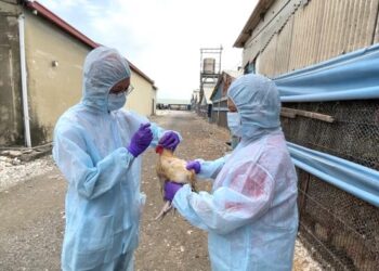 強化監測禽流感 冬季防範很有感