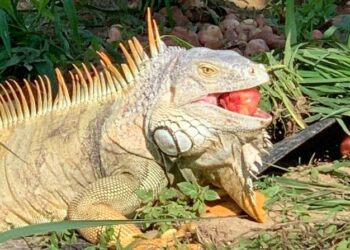 市府農業局召訓綠鬣蜥防治人員教育訓練開始報名 市府農業局召訓綠鬣蜥防治人員教育訓練開始報名