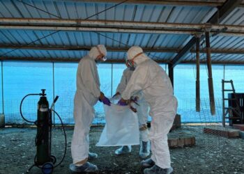 南市肉鵝場檢出禽流感 動保處撲殺處置圍堵病原擴散 南市肉鵝場檢出禽流感 動保處撲殺處置圍堵病原擴散