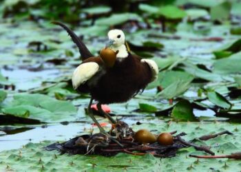 臺南市鳥水雉數量再創新高,黃偉哲市長肯定本市保育成果婓然 臺南市鳥水雉數量再創新高,黃偉哲市長肯定本市保育成果婓然