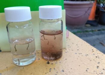 南市新增第24例登革熱境外移入病例,市長黃偉哲請市民赴國外旅遊務必做好防蚊措施,如有出現疑似症狀盡速就醫! 南市新增第24例登革熱境外移入病例,市長黃偉哲請市民赴國外旅遊務必做好防蚊措施,如有出現疑似症狀盡速就醫!