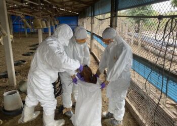 臺南土雞場主動通報禽流感 動保處即時撲殺處置