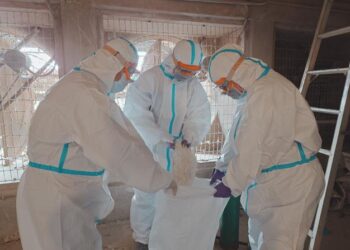 臺南蛋雞場確診禽流感 動保處呼籲業者落實生物安全做好禽舍保溫