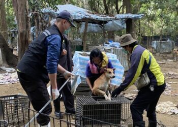 動保處已助愛心人士移置哈赫拿爾森林犬隻 呼籲勿任意餵養以維護森林生態與遊客安全 動保處已助愛心人士移置哈赫拿爾森林犬隻 呼籲勿任意餵養以維護森林生態與遊客安全
