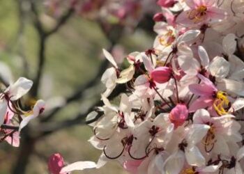 清明連假來台南，體驗春季賞花趣