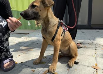 毛孩森活村展現人犬共融新模式 首隻犬隻成功認養 毛孩森活村展現人犬共融新模式 首隻犬隻成功認養