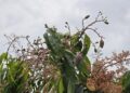 1-2月低溫影響臺南市芒果花期授粉情形 4月16日至4月29日受理現金救助申請 1-2月低溫影響臺南市芒果花期授粉情形 4月16日至4月29日受理現金救助申請