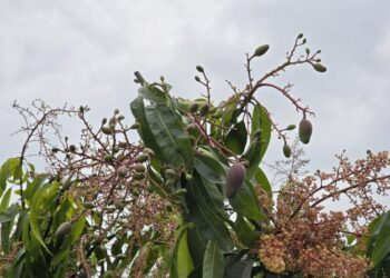 1-2月低溫影響臺南市芒果花期授粉情形 4月16日至4月29日受理現金救助申請