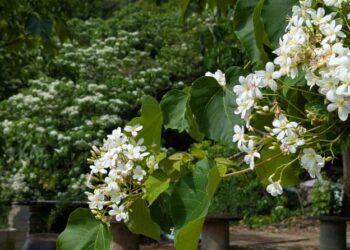 青梅竹馬遶山花 梅嶺桐花盛開八成 青梅竹馬遶山花 梅嶺桐花盛開八成