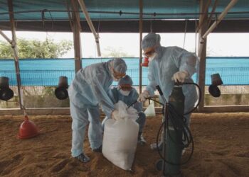 臺南土雞場主動通報禽流感 動保處即時撲殺處置 臺南土雞場主動通報禽流感 動保處即時撲殺處置