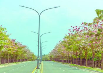 沙崙科學城聯外道路紅花風鈴木盛開，多項招商也陸續展開