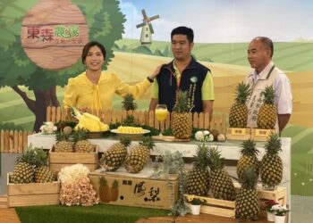 臺南鳳梨熱銷東森農場