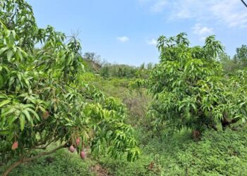 改良種芒果晚花遇低溫著果率參差 黃偉哲市長督促農業局向農糧署申報天然災害救助