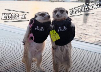 防詐有撇步！　網紅采瑄萌警聯手宣導普發金防騙