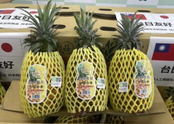 日本關西政商與南市府一同促進臺日友好 臺南金鑽鳳梨成外交慈善首選