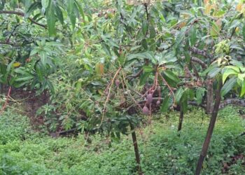 臺南市改良種芒果受2月低溫影響著果率 5月8日至5月17日受理現金救助申請