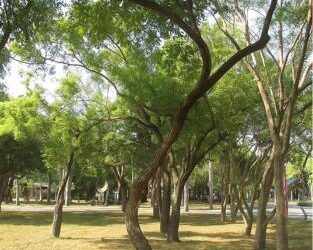 永康砲校創意園區工程設計保留2700棵喬木，守護綠色脈絡