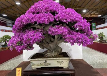 2025臺灣花菓盆栽展登場 農業與藝術的交織盛會 2025臺灣花菓盆栽展登場 農業與藝術的交織盛會