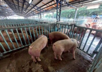 豬豬上車了　市府嚴密防疫守護市民餐桌安全