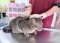 屏東縣家貓登記絕育　 5月1日開跑送禮券