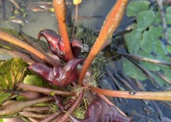 114年臺南市菱角農業資材補助11月19日至11月28日止受理申請