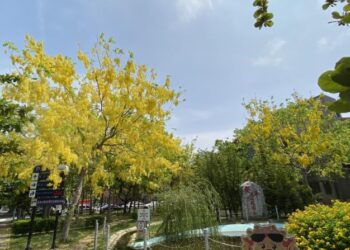 2024臺灣燈會燈火傳承，安平區政園區喜迎劍獅進駐