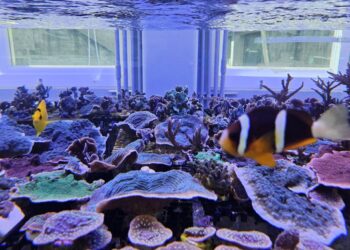 海科館首度攜手Xpark展開養殖技術成果交流　人工繁殖取代野外採集，共創海洋保育新模式！