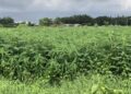畜試所成功研發國產田菁粒狀芻料 兼具營養與價格優勢 畜試所成功研發國產田菁粒狀芻料 兼具營養與價格優勢