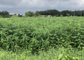 畜試所成功研發國產田菁粒狀芻料 兼具營養與價格優勢 畜試所成功研發國產田菁粒狀芻料 兼具營養與價格優勢