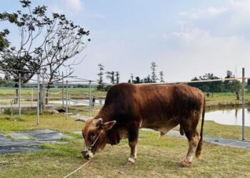 南市老牛的家新進黃牛「南哞」 平安滿月展開新生活 南市老牛的家新進黃牛「南哞」 平安滿月展開新生活