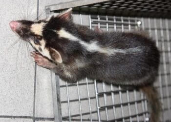 毛孩平安最重要！ 守護毛孩 落實狂犬病防疫