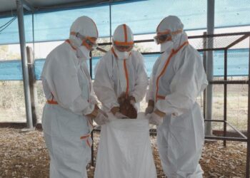 南市蛋中雞場確診禽流感 動保處呼籲養禽業者落實生物安全