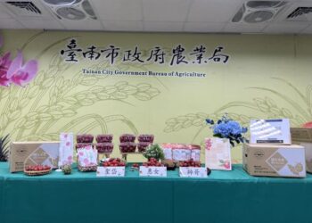 冬日限定好滋味　鹽水番茄產季到來