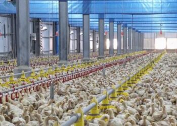 畜牧場用心飼養雞隻 確保國產雞肉品質優良安心購
