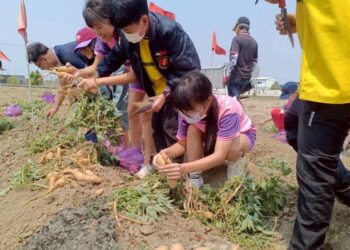 一鏟一笑挖出節氣美味 南市永康國小食農體驗 從產地到餐桌認識地瓜