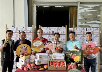 臺南芒果外銷新加坡 市長黃偉哲力推高品質愛文芒果