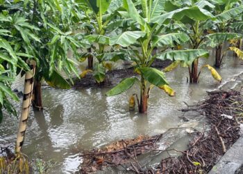 6月豪雨屏東農損累計逾1.8億 現金救助全力辦理中 6月豪雨屏東農損累計逾1.8億 現金救助全力辦理中