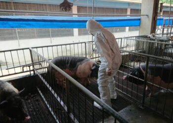 施打疫苗懸掛捕蚊燈 預防日本腦炎找上門