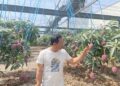 愛文芒果慶豐收　職人堅持永續經營