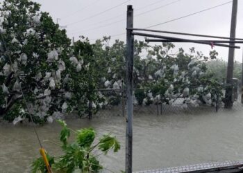 風雨過後公私部門共同協力，臺南優質文旦值得期待