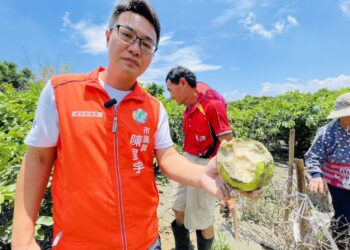 欲哭無淚 關廟龜洞里農損慘重 萬顆芭樂心血全泡湯