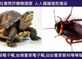 774◆社會欺詐蟑螂猖獗　人人鐵鎚拖把備妥