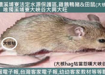 767美濃溪埔寮法定水源保護區,雞鵝鴨豬&田鼠(大核牯)絕跡,唯獨溪埔寮大峽谷大興大旺