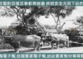 776◆窮苦堅耐百樣苦事都有做過　終就安全光榮下莊的金鳳哥