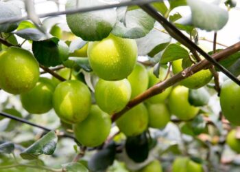 因應ART 周春米:全力穩定縣內畜牧產業 善用優勢農產爭取國際市場 因應ART 周春米:全力穩定縣內畜牧產業 善用優勢農產爭取國際市場